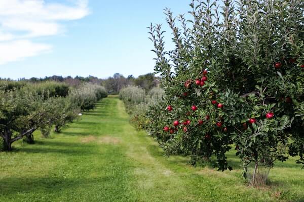 campos de manzanas