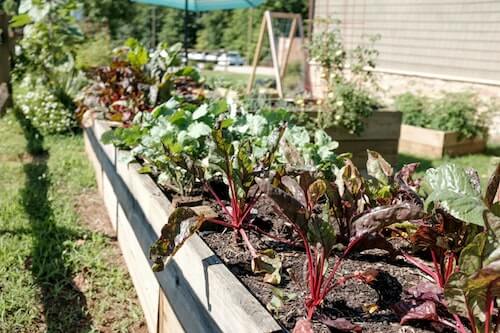 plantation de potager